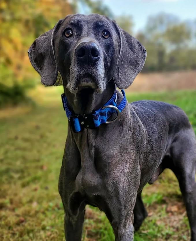 Boss Dog Tactical Collar, Blue Camo, Large