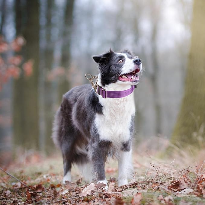 Martingale Dog Collar with Quick Release Buckle Steel Chain No Pull Training Reflective Collar for Medium Large Dogs(Purple, Medium)
