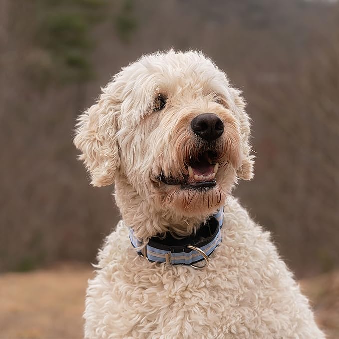 If It Barks - 1.5" Martingale Collar for Dogs - Quick Snap Release Buckle - Adjustable - Nylon - Strong and Comfy - Ideal for Training - Made in USA - Medium, Bubble Gum