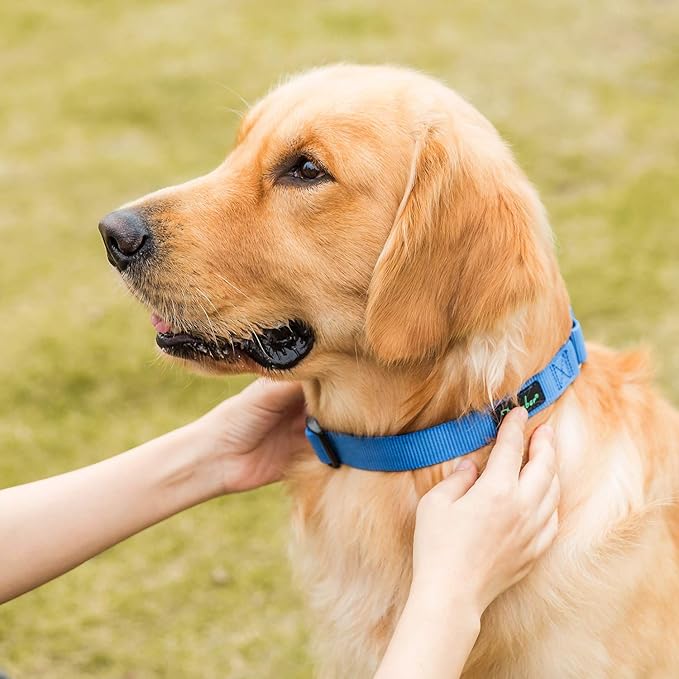 Martingale Dog Collar, Escape-Proof and No Slip Design, Heavy-Duty Nylon with Metal Buckle, Adjustable for Small, Medium & Large Dogs, Colorfast for Training, Daily Walks (Royal Blue, M)