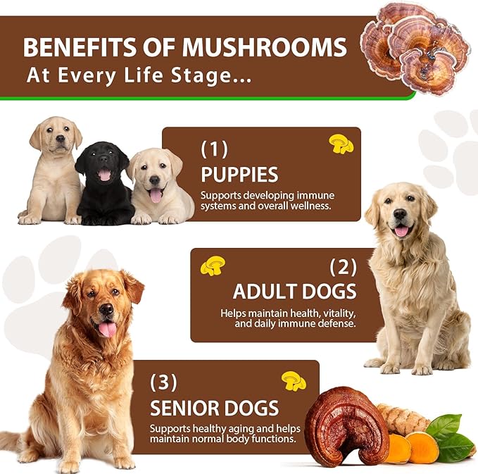 Turkey Tail Mushroom for Dogs, Mushroom Blend, Turmeric & Probiotic for Immune, Digestive & Joint Support, Turkey Tail for Dogs, 60ml
