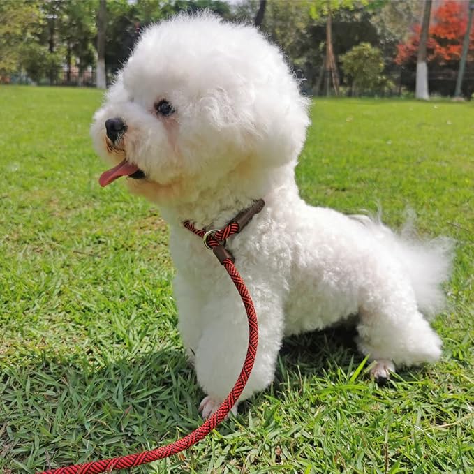 Slip Lead Dog Leash, 1/4" x 5ft No Pull Slip-on Training Leash for Small and Medium Dogs (Red)
