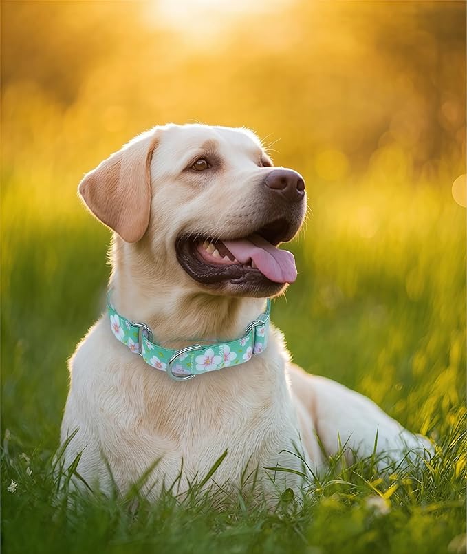 Martingale Dog Collar, Adjustable Soft No Pull Training Collar with No Buckle, Floral Pattern No Slip Martingale Collars for Large Dogs (1" Width L)