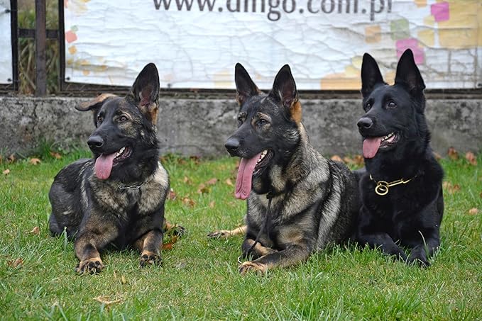 Dingo Gear Choke Collar for Dog Training Handmade of Cord with A Limiter, Waterproof Black S04059, (XL)