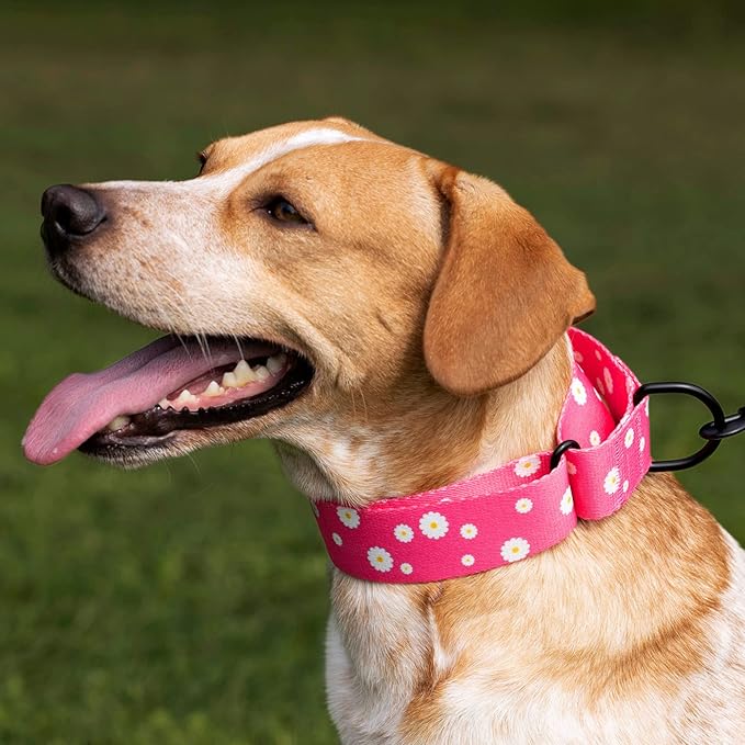 CollarDirect Martingale Collars for Dogs Heavy Duty Floral Pattern Female Safety Nylon Training Wide Collar Flower Design Large Medium (M, Neck Size 12"-17", Black)