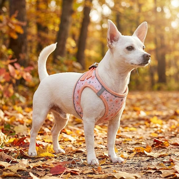 Step in Dog Harness and Leash Set, Reflective Adjustable No Pull Dog Harness for Small Medium Dogs Puppy and Cats, Soft Padded Mesh Vest Harnesses for Girl and Boy Pets(Orange Floral,L)