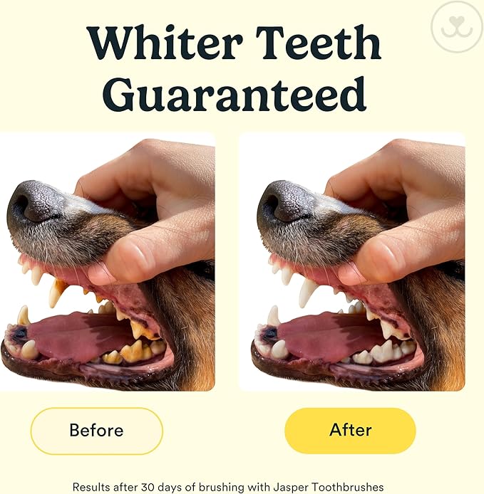 Jasper Dog Toothbrush, 360 Degree Pet Tooth Brushing Kit, Cat Toothbrush, Canine Dental Care & Teeth Cleaning Kit, Pet Finger Tooth Brush, Use with Dog Toothpaste, 4-Pack Neon