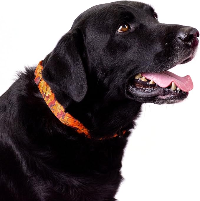 Country Brook Petz - Orange Sunset Camo Martingale Dog Collar - Camouflage Collection Featuring Rugged Designs (1 Inch, Medium)