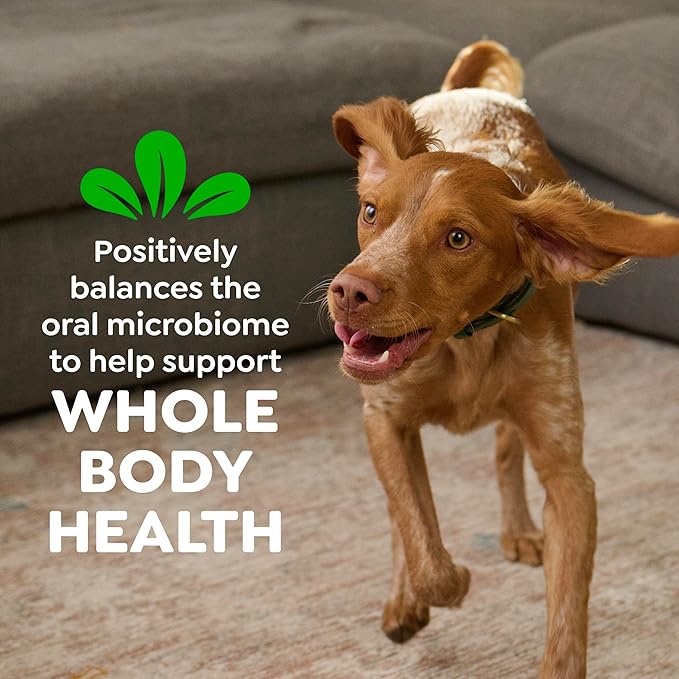 Greenies Dog Treats Veterinarian-Recommended Natural Dental Treats for Dogs, Teenie Size, Fresh Flavor, 12 oz. Pack, 43 Count
