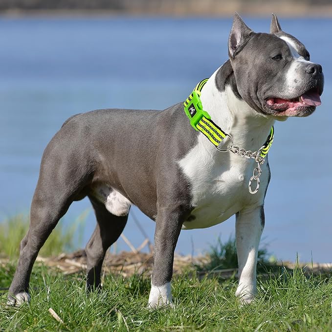Green Reflective Martingale Dog Collar with Buckle- Night-Safe, Anti-Slip Training Collar Designed for Secure Walks - Medium