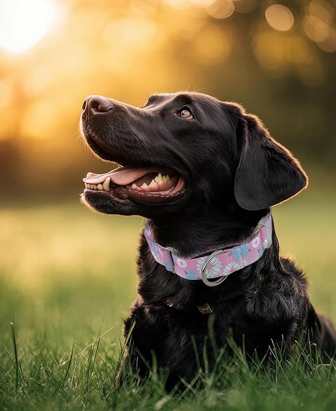 Martingale Dog Collar, Adjustable Soft No Pull Training Collar with No Buckle, Floral Pattern No Slip Martingale Collars for Small Dogs (3/4" Width S)