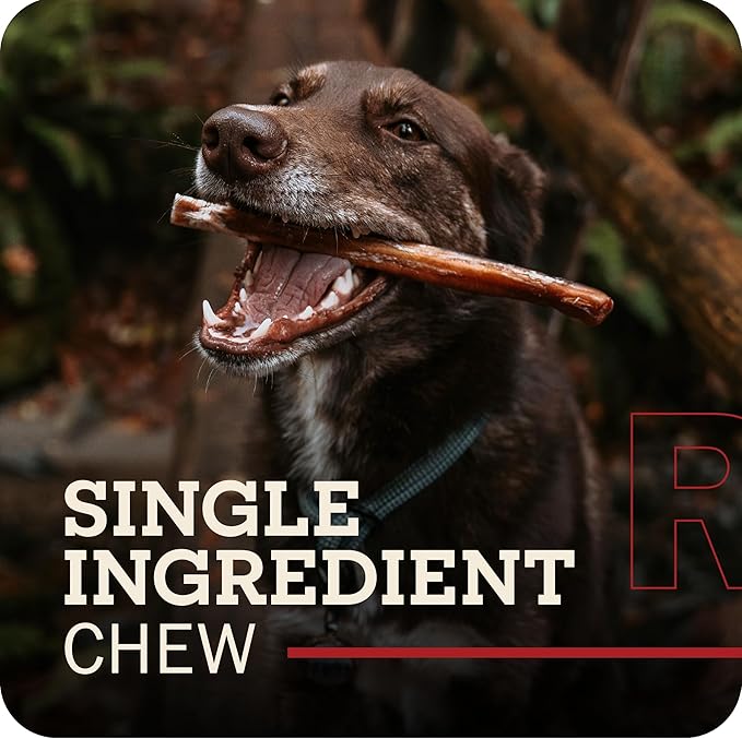 Redbarn Pet Products 7 Inch Bully Sticks - Case of 35 - Naturally Low Odor Long Lasting 100% Beef Chews for Medium Large Dogs & Puppies - Best Single Ingredient Treat Reward
