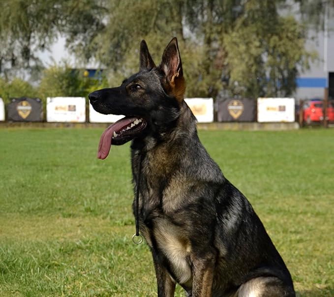 Dingo Gear Dog Choke Collar Hand Sewn Strong Polypropylene Braided Cord Two Limiters Waterproof Choker for K9 Training IGP Agitation Bite Work Obedience S - Black (S04047)