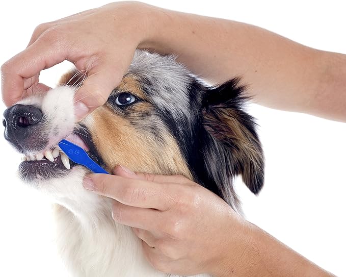 Duke's Pet Products Two-Piece Dog Toothbrush Set: Double Sided Canine Dental Hygiene Brushes with Long 8 1/2" Handles and Super Soft Bristles, Blue
