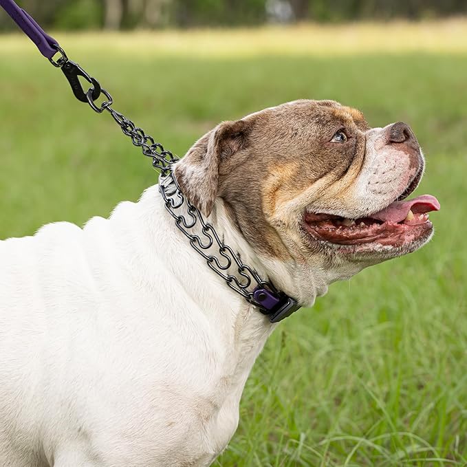 Herm Sprenger Black Stainless Steel Dog Collar with Short Links and Quick Release ClicLock Buckle and Biothane Insert Made in Germany 20in x 3.0mm (Neck Size up to 16-17in) (Violet Purple)