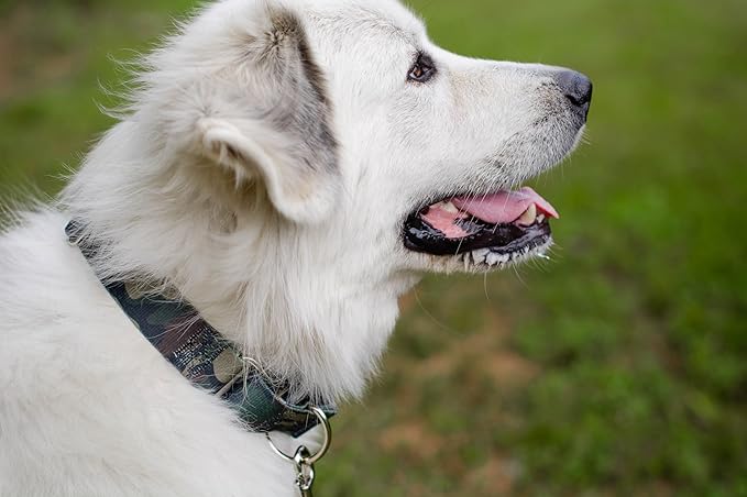Country Brook Petz - Woodland Camo Martingale Dog Collar - Camouflage Collection Featuring Rugged Designs (1 Inch, Extra Large)