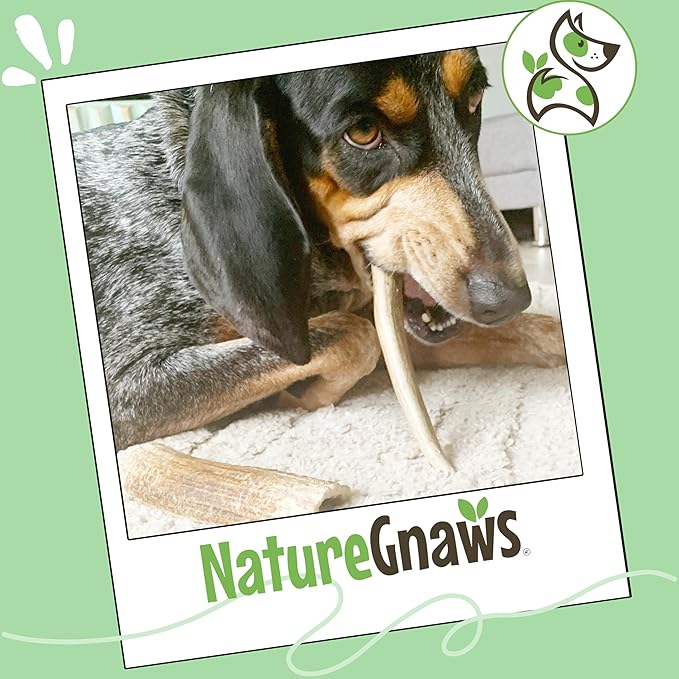 Nature Gnaws Antlers for Dogs (1Lb) - Mix of Elk and Deer Antler - Variety of Split and Whole Pieces - Long Lasting for Aggressive Chewers and Large Dogs (Packing May Vary)
