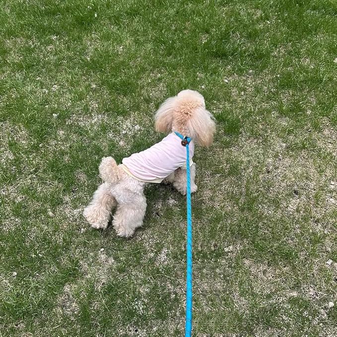 7FT Slip Lead Dog Leash for Small Dogs, No Pull Puppy Training Lead, Lightweight Sturdy Pet Slip Rope Leash Easy On/Off, Blue