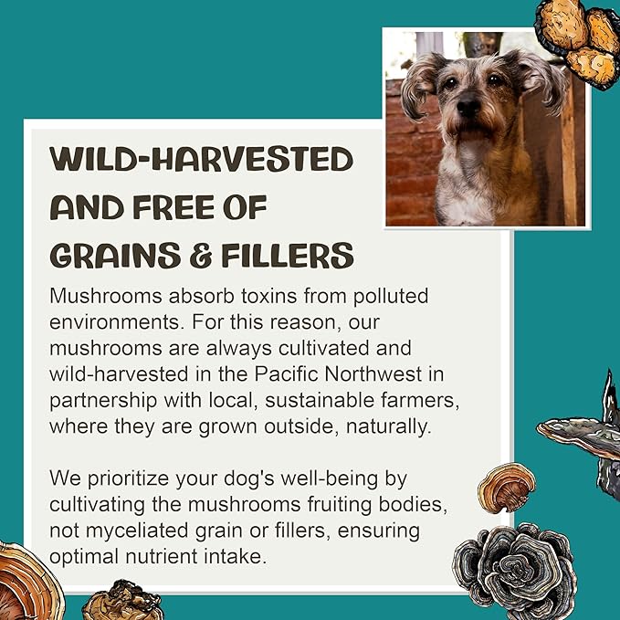 MycoDog Vitality - 20-in-1 Turkey Tail Mushroom for Dogs - Mushroom & Adaptogen Supplement for Senior Dogs - Supporting Immune Health & Daily Wellness - with Reishi, Chaga