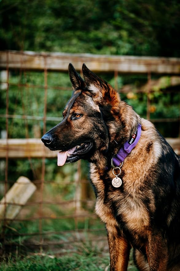 Boss Dog Tactical Collar, Purple, X-Large