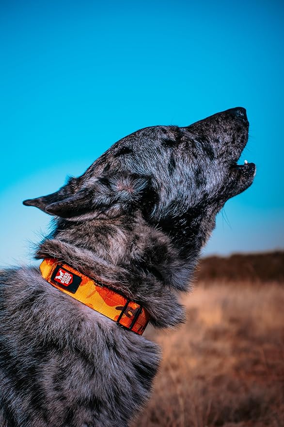Boss Dog Tactical Collar, Orange Camo, Medium