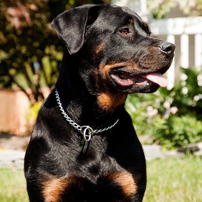 Choker Dog Collars,Metal No Pull Collar Training Chain Choke Collars for Dog for XS Small Medium Large Boys Girls Dogs (Silver,S