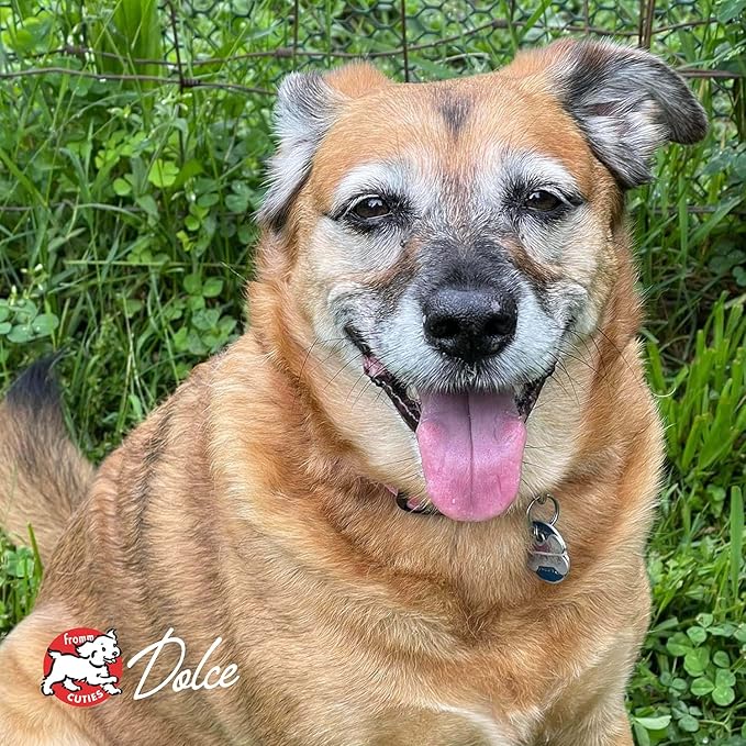 Fromm Reduced Activity Senior Gold Premium Dog Food - Senior Dry Dog Food for Medium & Small Breeds - Chicken Recipe - 15 lb