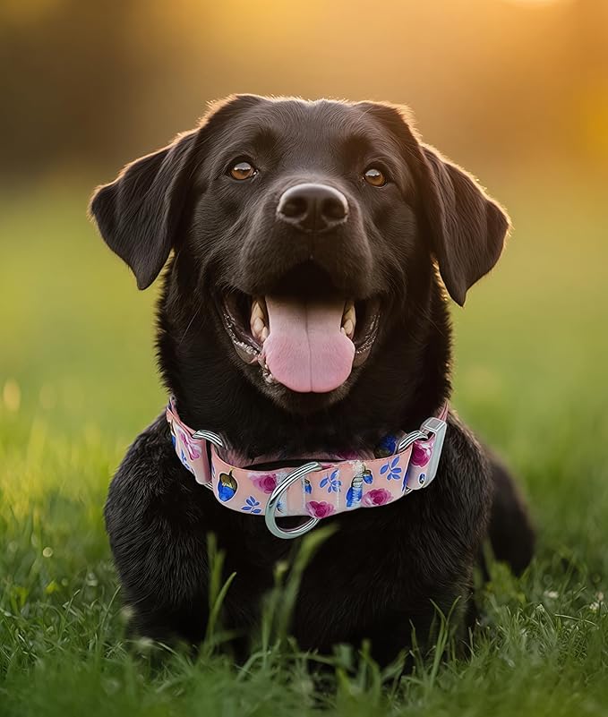 Martingale Dog Collar, Adjustable Soft No Pull Training Collar with No Buckle, Floral Pattern No Slip Martingale Collars for Small Dogs (3/4" Width S)