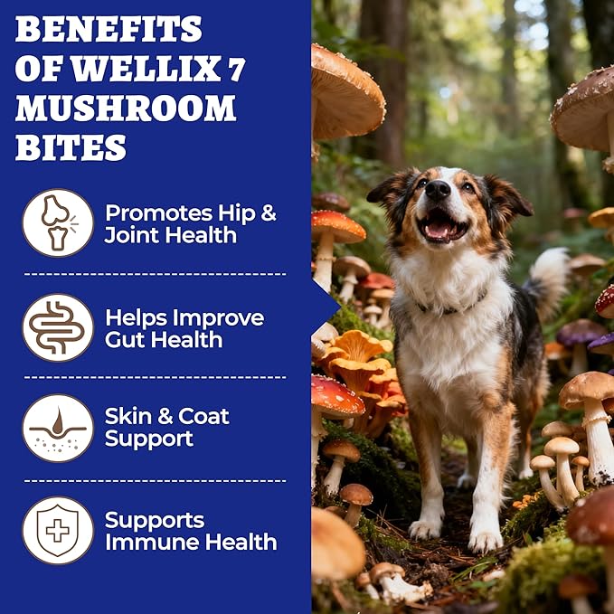 260 Bites Turkey Tail Mushroom for Dogs - Immune, Gut, Skin, Joint Health Mushroom Supplement for Dogs - Turkey Tail for Dog Chews with All Breeds & Sizes - Chicken Flavor Dog Supplements