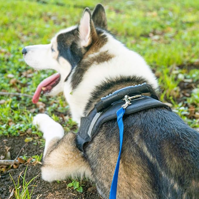 Hi Kiss Dog/Puppy Obedience Recall Training Agility Lead - 15ft 20ft 30ft 50ft 100ft Training Leash - Great for Training, Play, Camping, or Backyard Blue 50 Feet