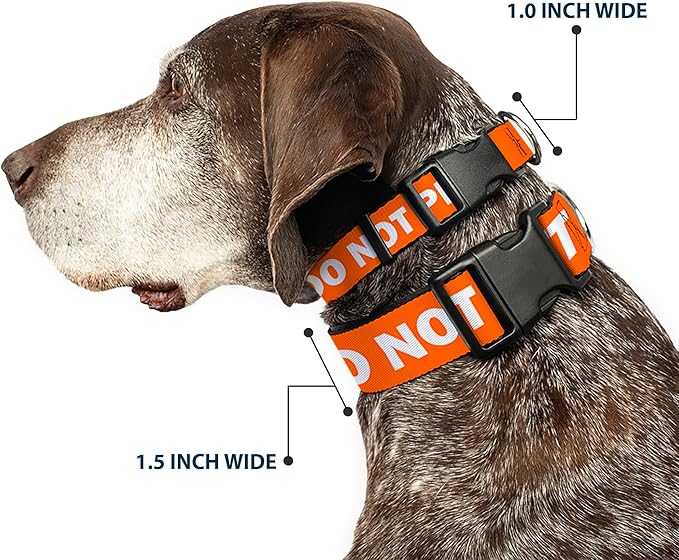 Buckle-Down Dog Collar Plastic Clip Pet Quote Do Not Pet Orange White 9 to 15 Inches 0.5 Inch Wide