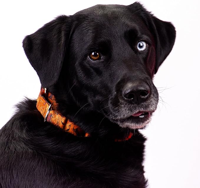 Country Brook Petz - Orange Sunset Camo Martingale Dog Collar - Camouflage Collection Featuring Rugged Designs (1 Inch, Medium)