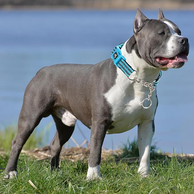 Blue Martingale Dog Collar Designed for Large Breeds, Featuring Anti-Choking Safety, no-Pull Correction for XL Dogs