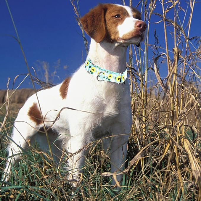 Martingale Dog Collar for Small Dogs，No-Slip Escape Proof Choke No Pull Sunflower Dog Collar for Male and Female Dogs for Walking Running Training -M