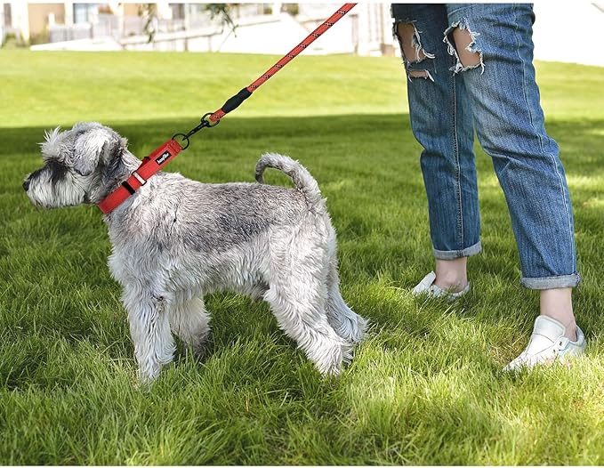 haapaw 2 Packs Martingale Dog Collar with Quick Release Buckle Reflective Dog Training Collars for Small Medium Large Dogs (Medium, Turquoise/Turquoise)