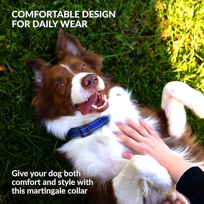 Collardirect Reflective Martingale Dog Collar Nylon Training Collars for Small Medium Large Dogs Puppy Pink Orange Green (L, Neck Size 16"-24", Blue)