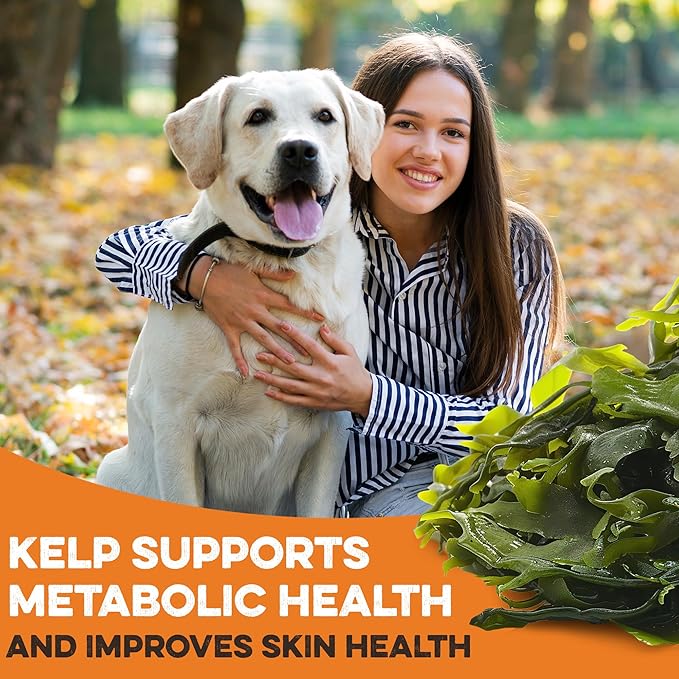 Sweet Potato Dog Treats - Grain Free, Salmon & Kelp Crunchy Sticks - Great Tasting, Promotes Positive Dog Gut Health with Natural Anti-Diarrhea Properties, No Preservatives Added (14oz)