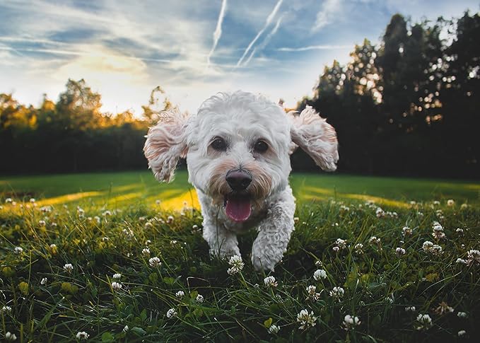 Flea and Tick Spray for Pets and Home - Plant-Based Essential Oil Formula - Natural and Effective Treatment for Ticks, Fleas and Insects - Indoor and Outdoor Use - Charity Donation Included