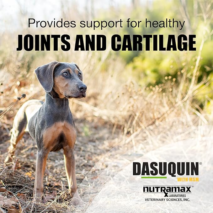 Nutramax Dasuquin for Small to Medium Dogs, Joint Health Supplement, Contains Glucosamine for Dogs, Plus Chondroitin, ASU, MSM and More, Supports Healthy Joints, Chewable Tablets, 84 Count