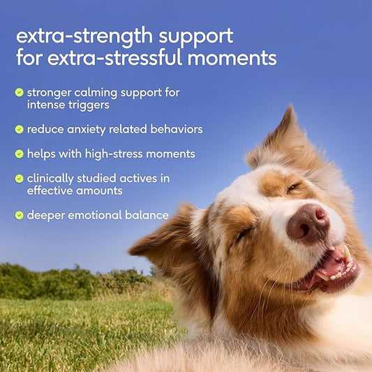 Native Pet Advanced Calming Chews for Dogs Medium Breed - Anxiety Relief, Stress, Separation & Sleep Support with Melatonin for Dogs, Hydrolyzed Casein, Valerian Root & L-Tryptophan - 30 Days Supply