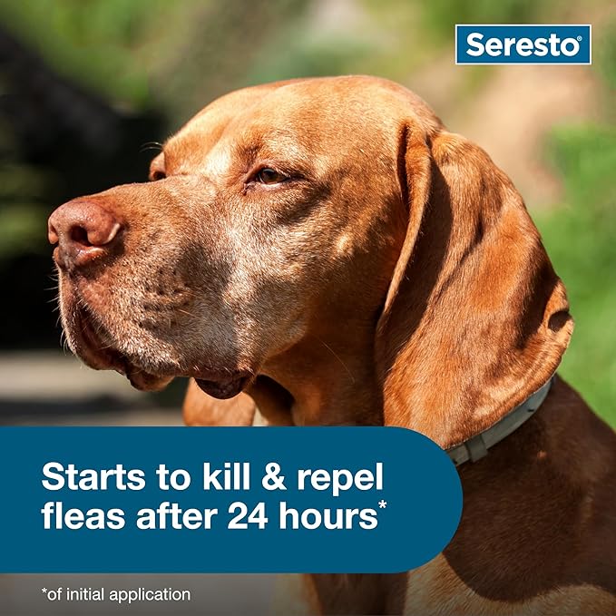 Seresto Large Dog Vet-Recommended Flea & Tick Treatment & Prevention Collar for Dogs Over 18 lbs. | 2-Pack