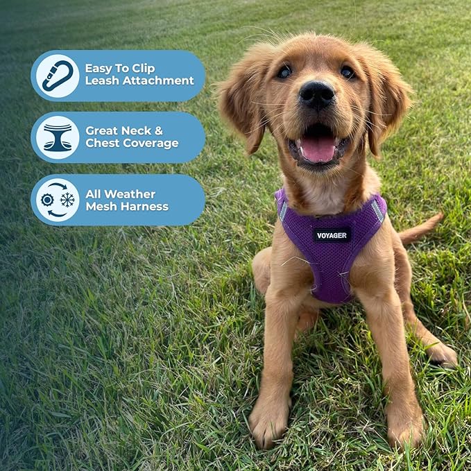 Best Pet Supplies Voyager Step-in Air Harness - All Weather Mesh, Reflective, No Pull Harness for Dogs, Cats - Secure with Hook & Loop Fastener, Buckle, Double D-Rings - Purple, L