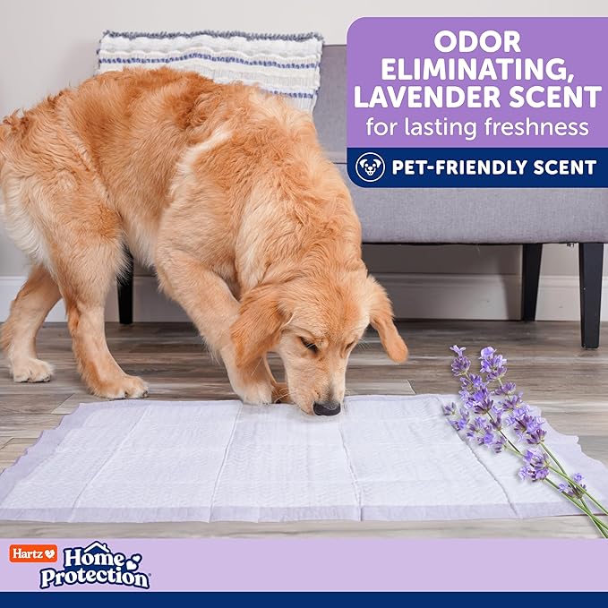 Hartz Home Protection Super Absorbent Odor Eliminating Lavender Scented No Leaks Dog Pads, XXL 80 Count