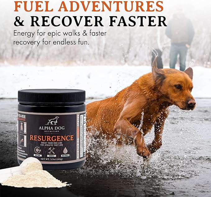 Resurgence Dog Electrolytes by Alpha Dog Nutrition | Promote Dog Hydration, Increase Stamina, and Boost Recovery | Electrolyte Water Additive or Food Topper to Prevent Dehydration with Beef Flavoring