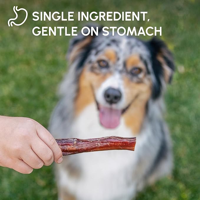 Downtown Pet Supply Bully Sticks for Dogs - Natural 6 Inch Beef Chews, Odor-Free & Rawhide-Free, Long Lasting Dog Treats for Aggressive Chewers - Healthy, Safe & Delicious Chews Dogs Love (48 Pack)