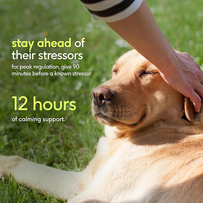 Native Pet Advanced Calming Chews for Dogs Large Breed - Anxiety Relief, Stress, Separation & Sleep Support with Melatonin for Dogs, Hydrolyzed Casein, Valerian Root & L-Tryptophan - 30 Days Supply