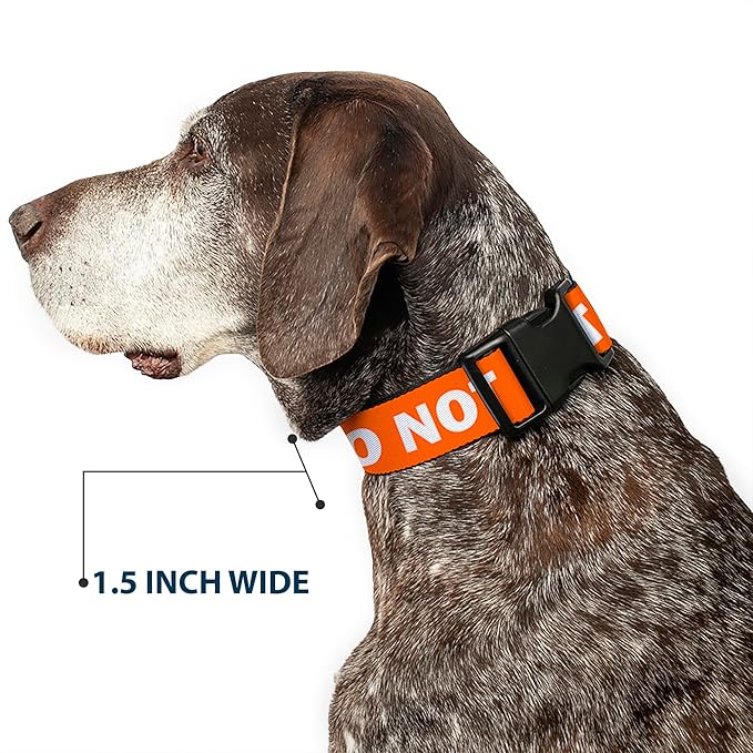 Buckle-Down Dog Collar Plastic Clip Pet Quote Do Not Pet Orange White 8 to 12 Inches 0.5 Inch Wide