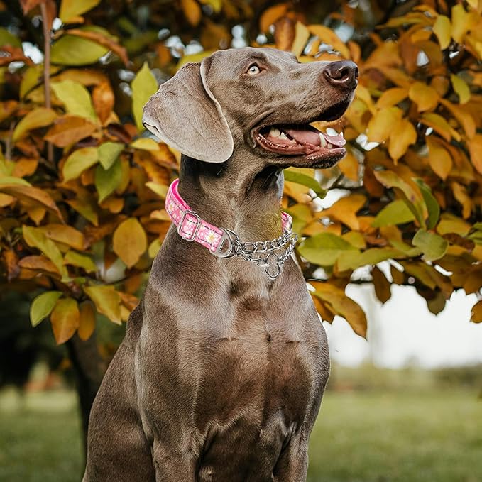 Martingale Dog Collar with Chain,Pink Daisy No-Pull Dog Collar Adjustable Comfortable Reflective Choke Dog Collar for Training & Walks（Pink Daisy XL