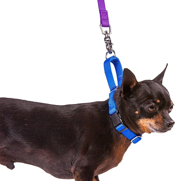 GOGO Pet Products 5/8-Inch Martingale Dog Collar, Small, Blue