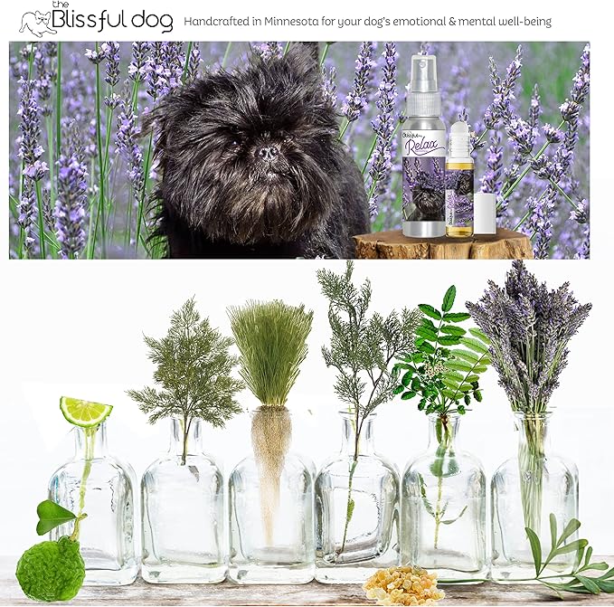The Blissful Dog Affenpinscher Relax Roll-ON Aromatherapy for Dogs - Anxiety Relief for Dogs